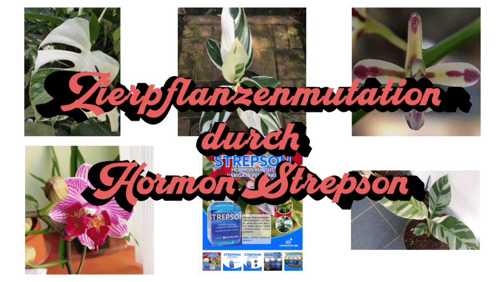 Zierpflanzenmutation durch Hormon Strepson