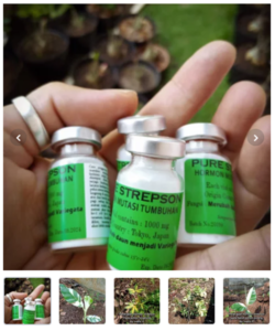 Hormon Strepson bei Bukalapak