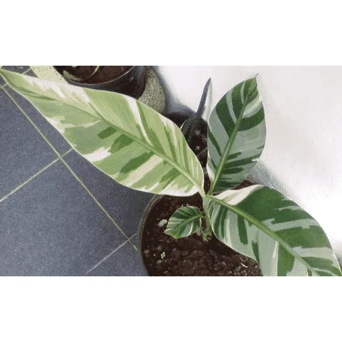 Pflanze 5