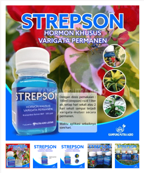 Hormon Strepson bei Shopee